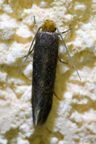 Cephimallota crassiflavella